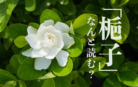 梔子花語|「梔子」はどんな花？ 花言葉は？ 読み方や由来も紹介 